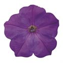 Afbeelding van Petunia P12 Ew Lavender sky